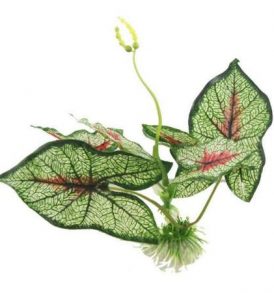 Διακοσμητικό φυτό ενυδρείου πλατύφυλλο ρεαλιστικό φύλλωμα  20cm - Caladiifolia Y2M1